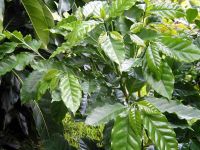 У Японії навчилися зупиняти синтез кофеїну у кавових деревах